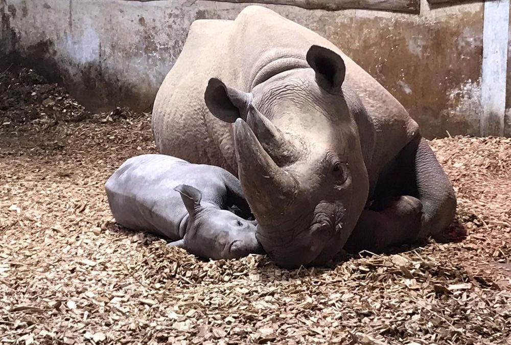 Rhino adoption for Rhino